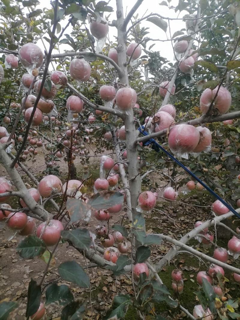 山东苹果红富士苹果自家果园生态种植口感纯甜欢迎详谈