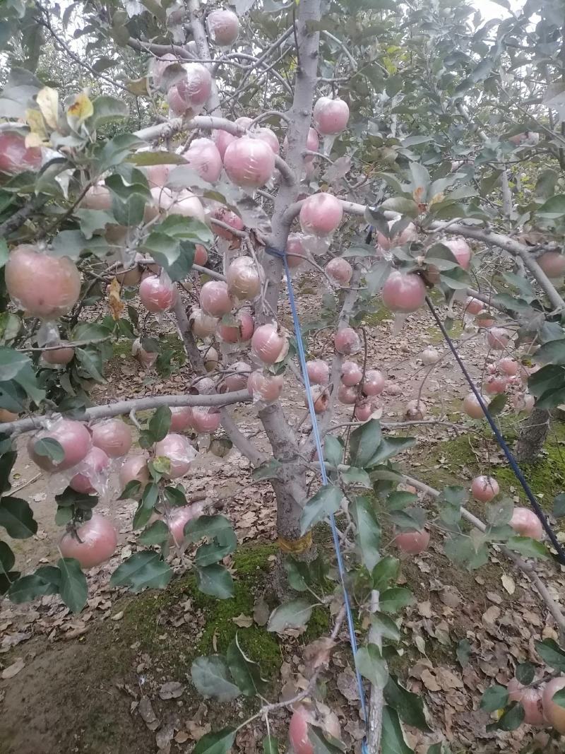 山东苹果红富士苹果自家果园生态种植口感纯甜欢迎详谈