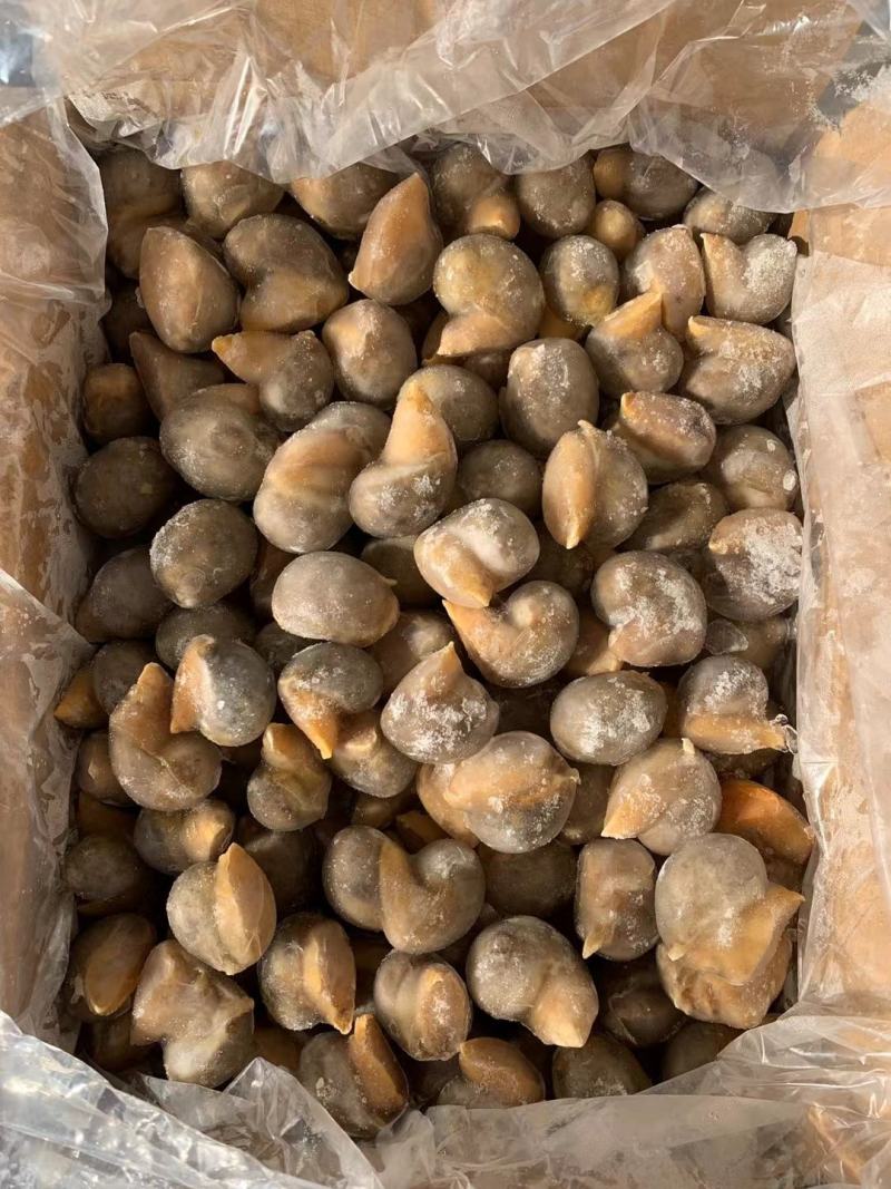 花螺/巴基斯坦花螺量大从优质量优先东风螺