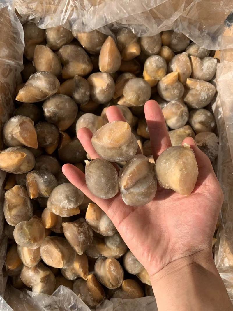 花螺/巴基斯坦花螺量大从优质量优先东风螺