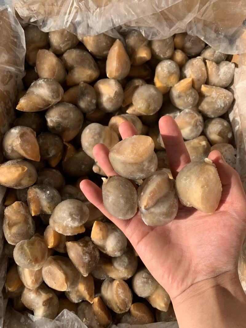 花螺/巴基斯坦花螺量大从优质量优先东风螺
