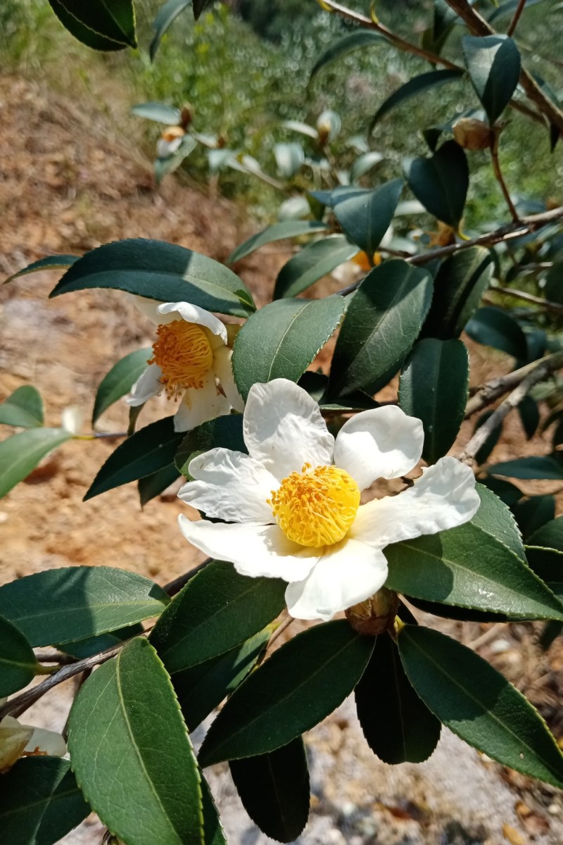 白花山茶果即将上市，欢迎预订！