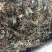青天葵，正品野生青天葵质量保证，经营各种中药材！