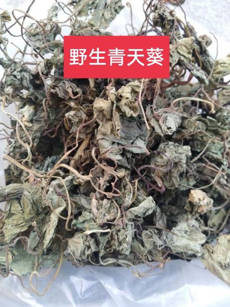 青天葵，正品野生青天葵质量保证，经营各种中药材！