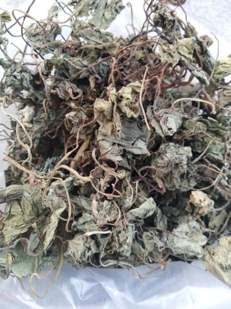 青天葵，正品野生青天葵质量保证，经营各种中药材！