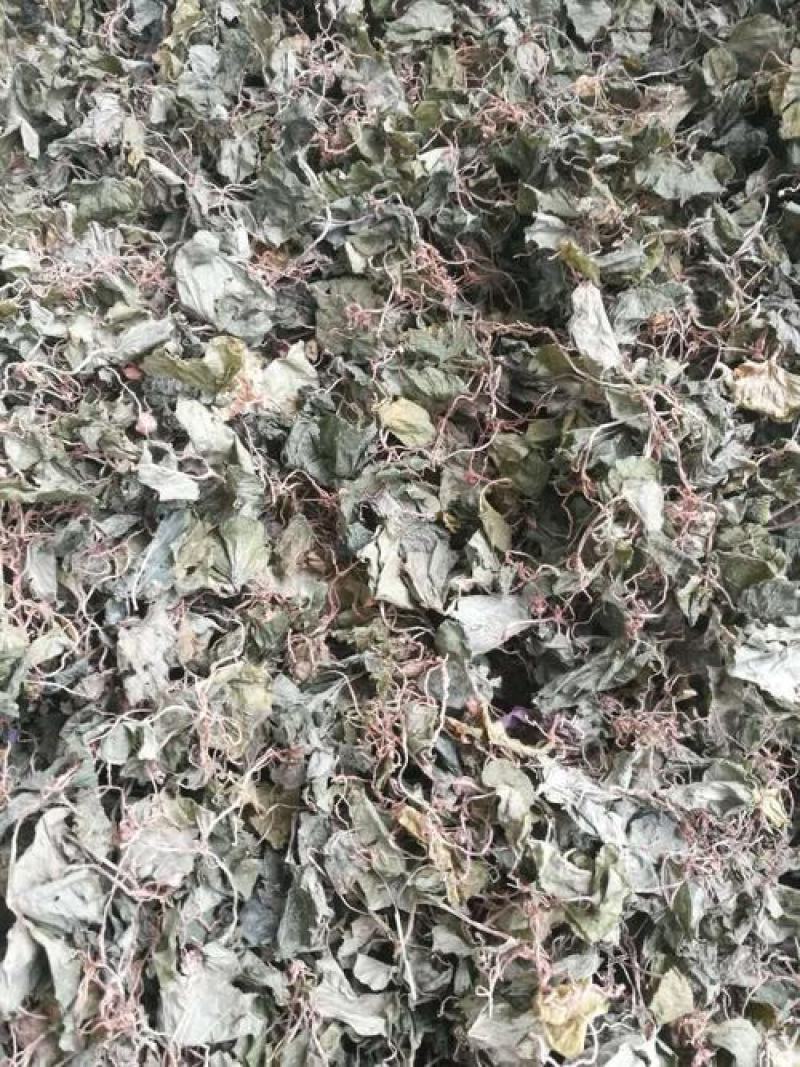 青天葵，正品野生青天葵质量保证，经营各种中药材！