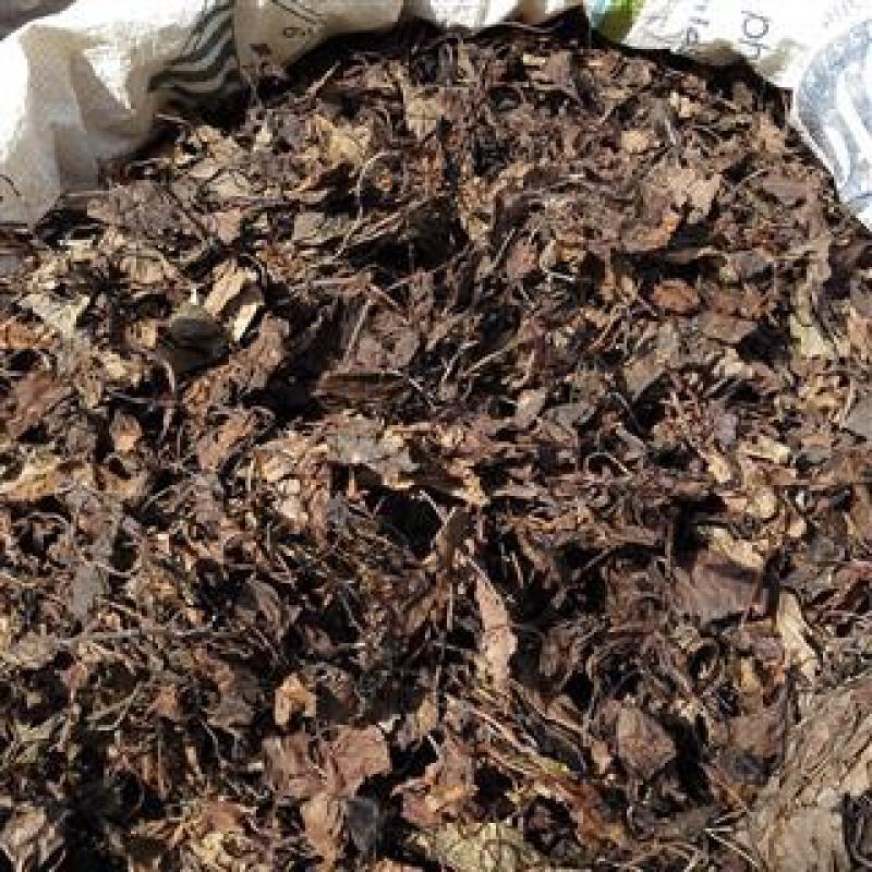 鹿衔草，野生正品无硫质量保证，经营各种中药材欢迎咨询选购