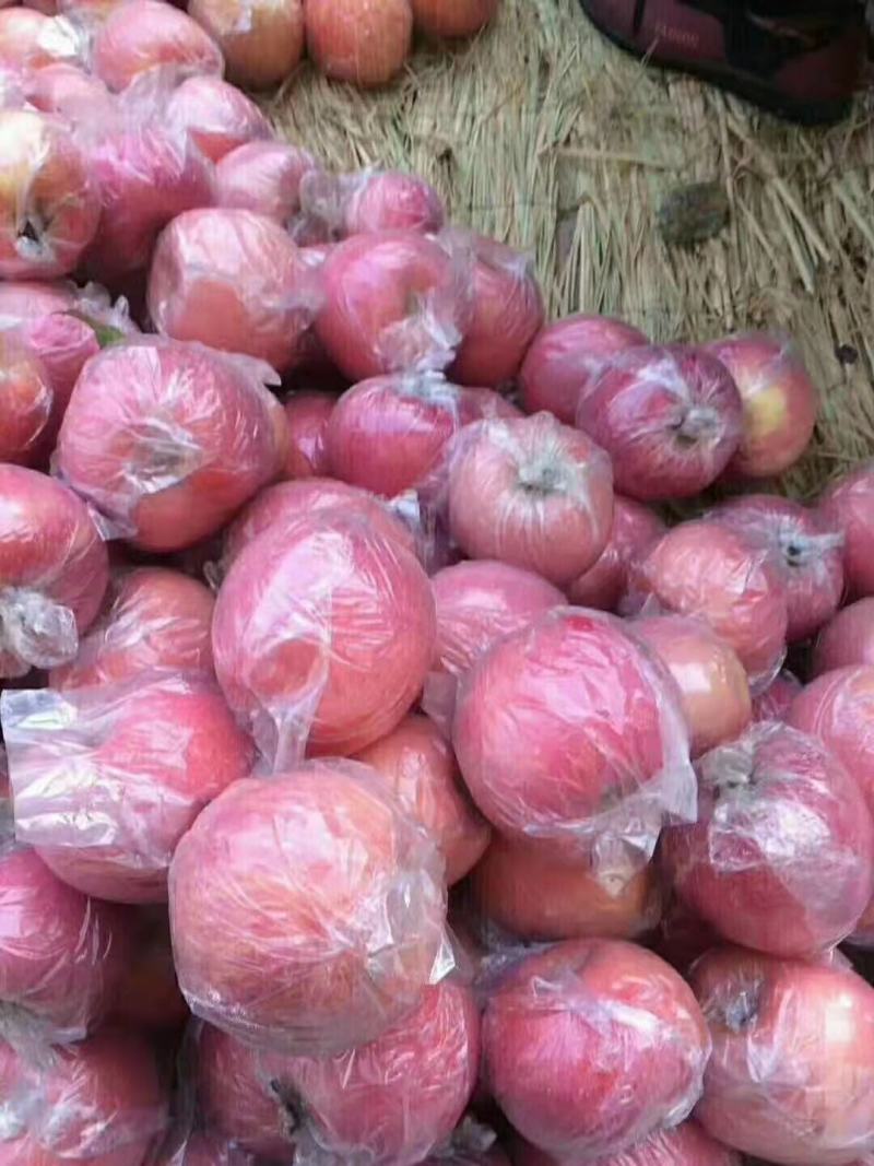 膜袋的红富士苹果，产地直销，一手货源，量大，