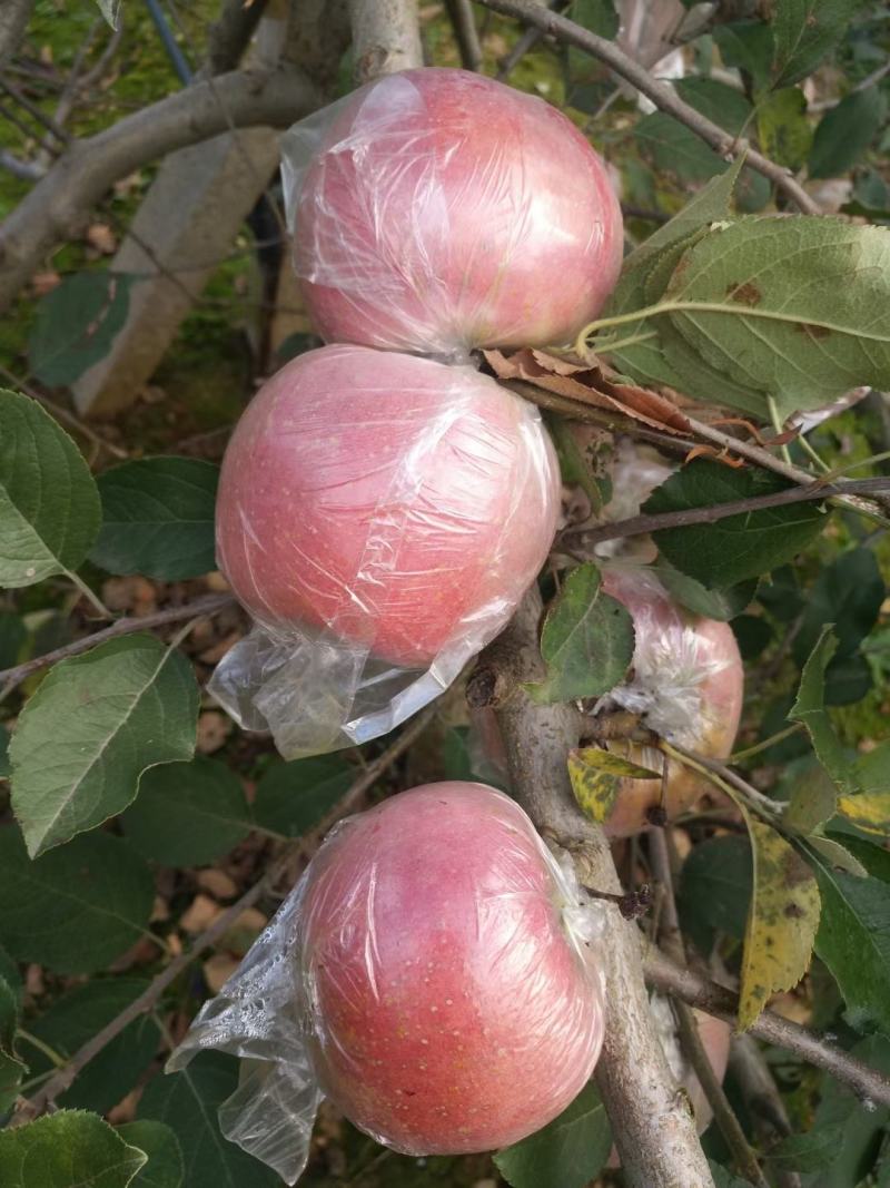 膜袋的红富士苹果，产地直销，一手货源，量大，