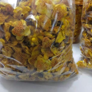 金花茶