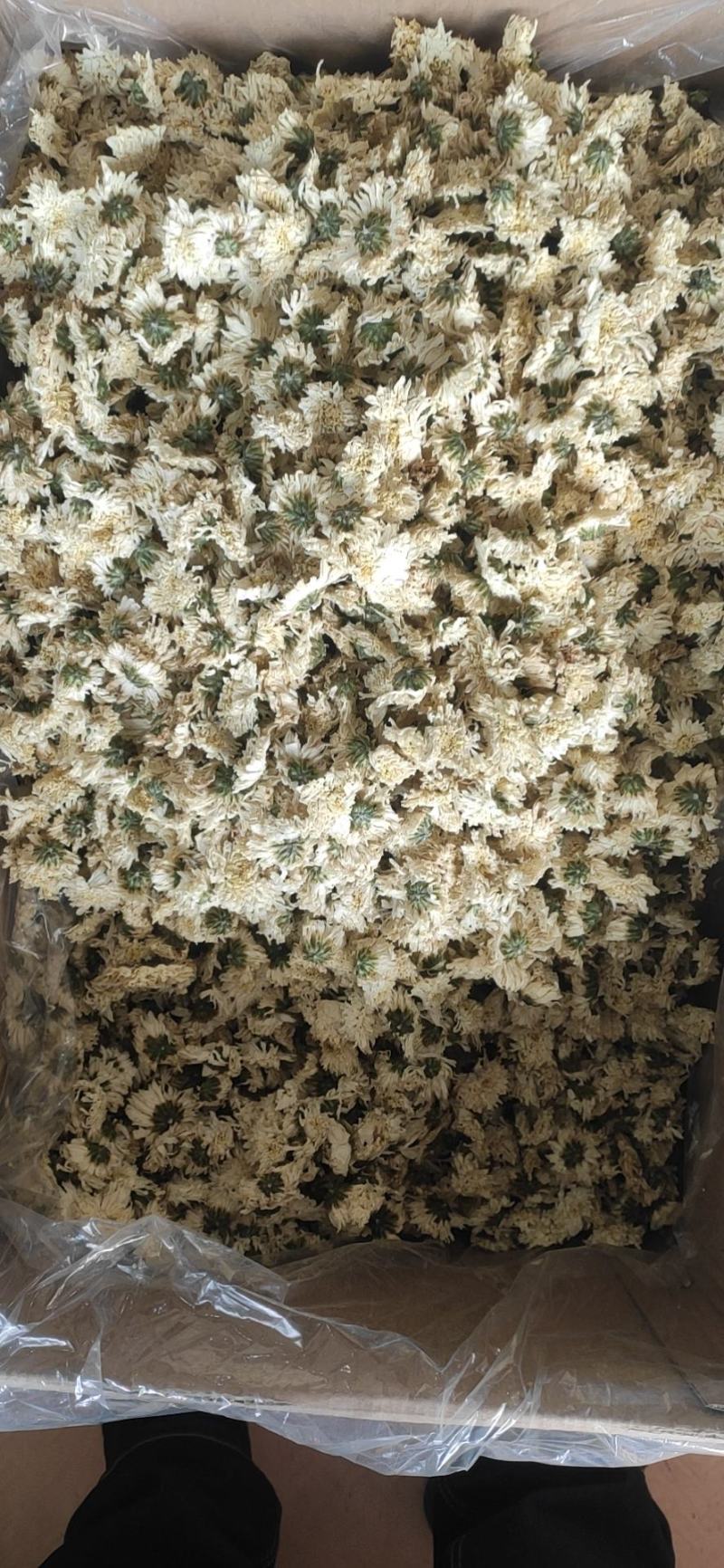 七月菊干货干净无杂质量大从优欢迎选购！