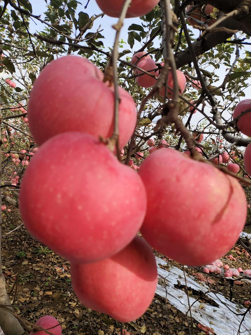 山东淄博市沂源县，纸袋的红富士苹果条纹红