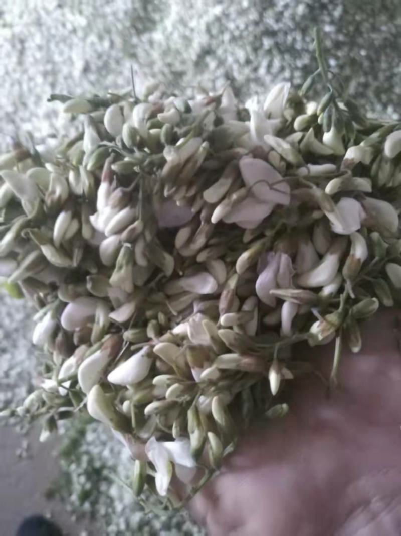 槐花，野菜，洋槐花，含苞待放花骨朵，可供商超，产地直供！