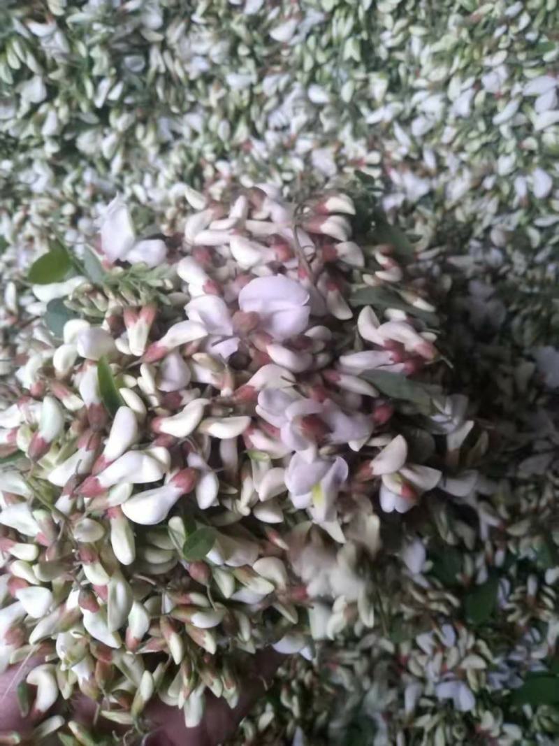 槐花，野菜，洋槐花，含苞待放花骨朵，可供商超，产地直供！