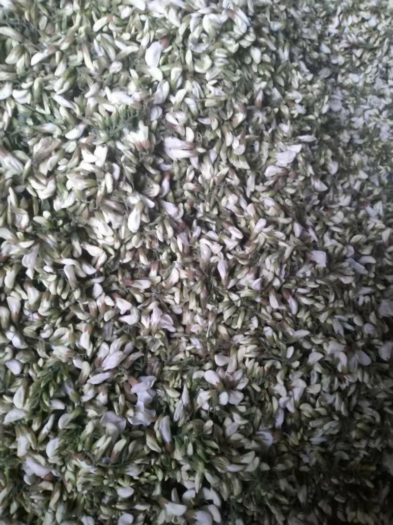 槐花，野菜，洋槐花，含苞待放花骨朵，可供商超，产地直供！
