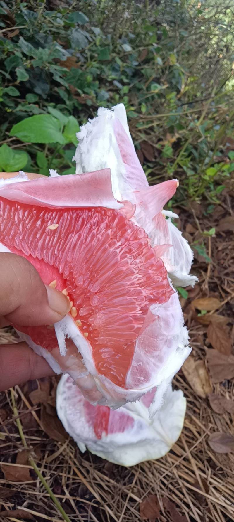 红心蜜柚