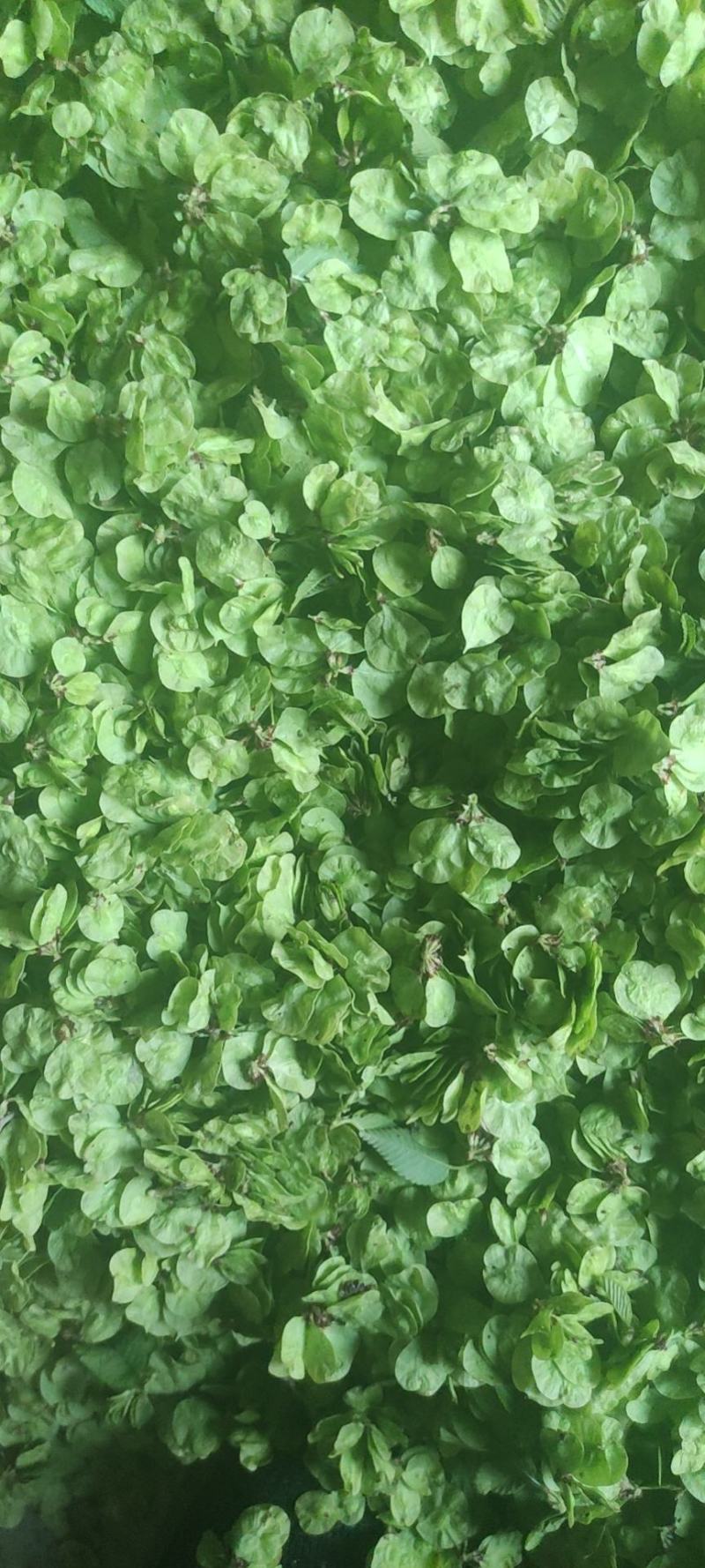 特菜，野菜，榆钱，榆树花，量大，产地直供，打冷发货！