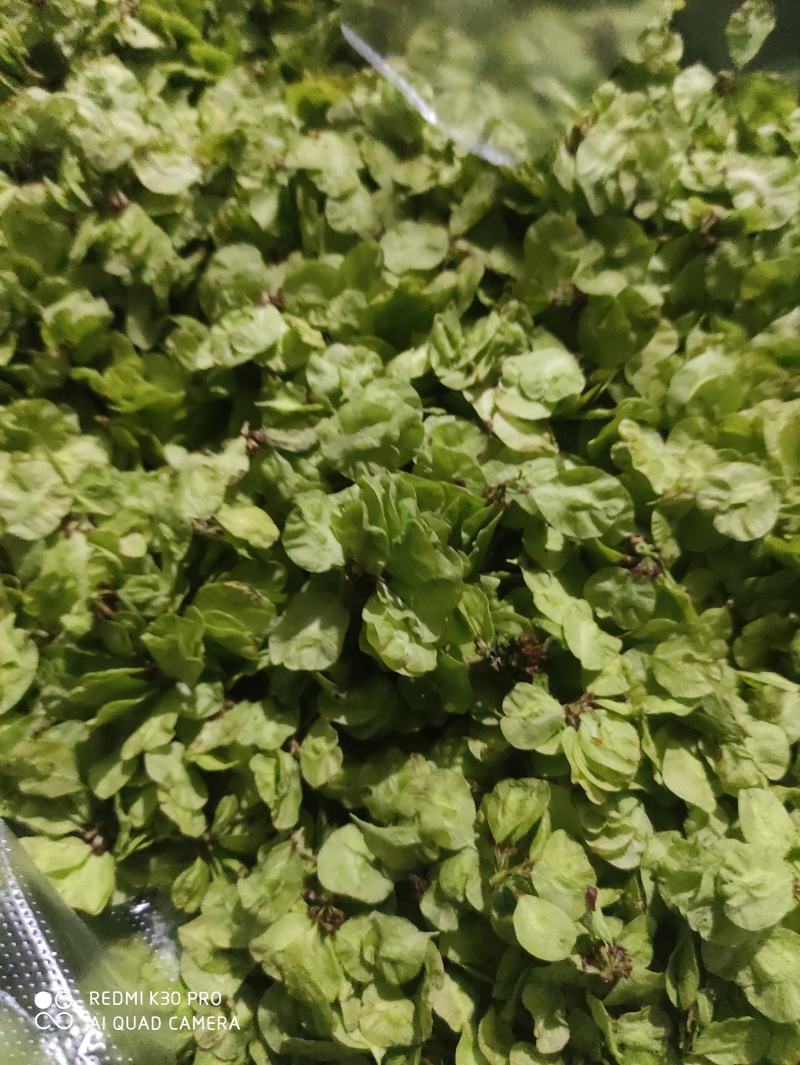 特菜，野菜，榆钱，榆树花，量大，产地直供，打冷发货！