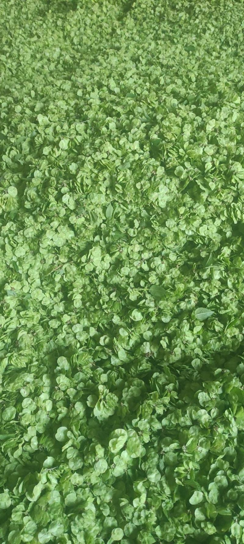 特菜，野菜，榆钱，榆树花，量大，产地直供，打冷发货！