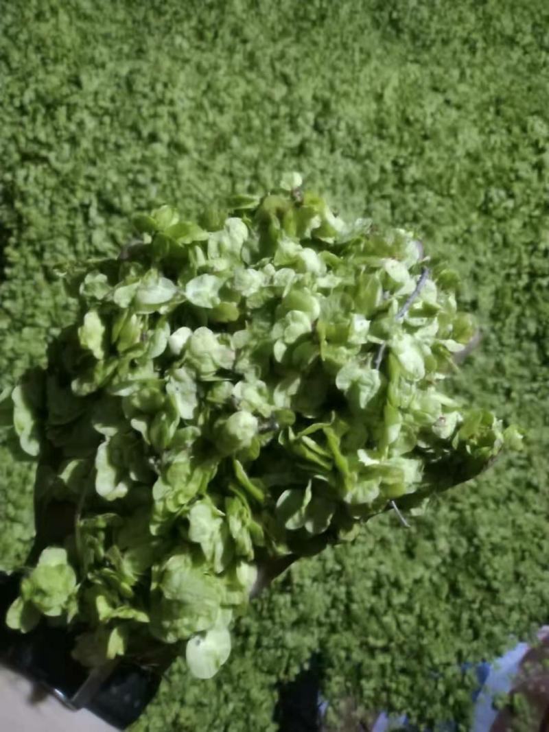 特菜，野菜，榆钱，榆树花，量大，产地直供，打冷发货！