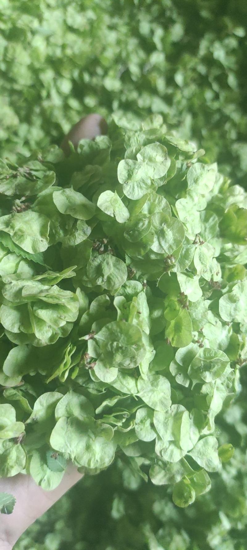 特菜，野菜，榆钱，榆树花，量大，产地直供，打冷发货！