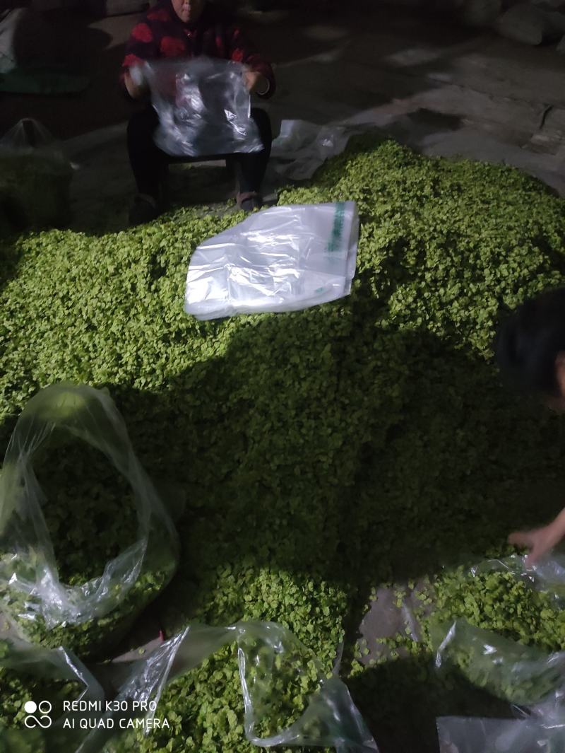 特菜，野菜，榆钱，榆树花，量大，产地直供，打冷发货！