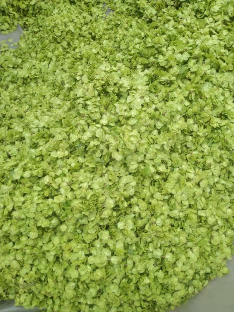 特菜，野菜，榆钱，榆树花，量大，产地直供，打冷发货！