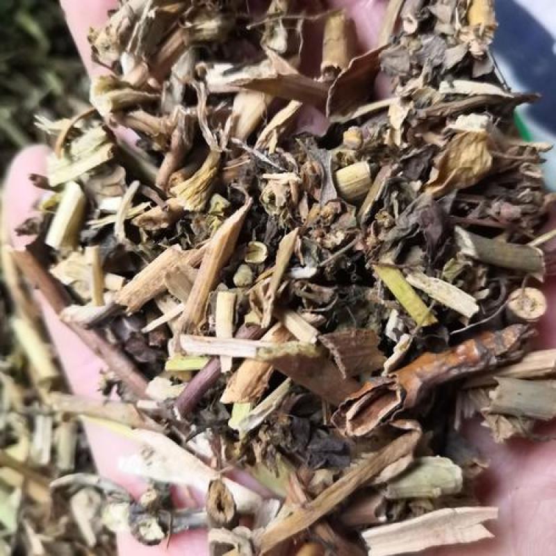 泽漆，野生新货猫眼草，猫儿眼质量保证，欢迎咨询选购！