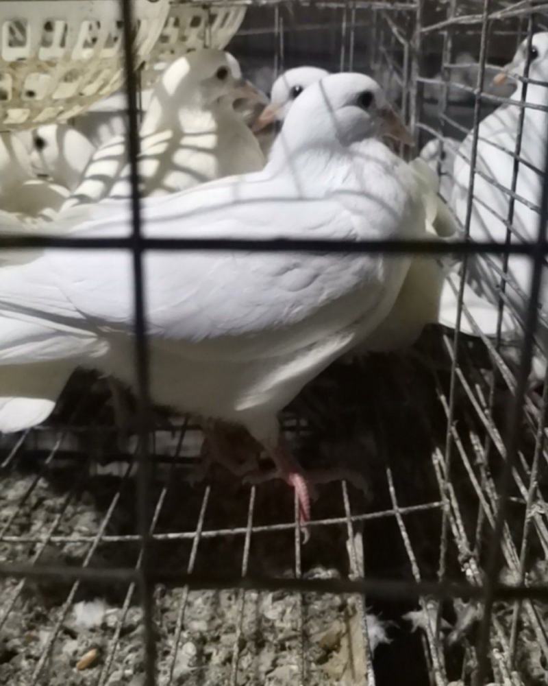米玛斯乳鸽