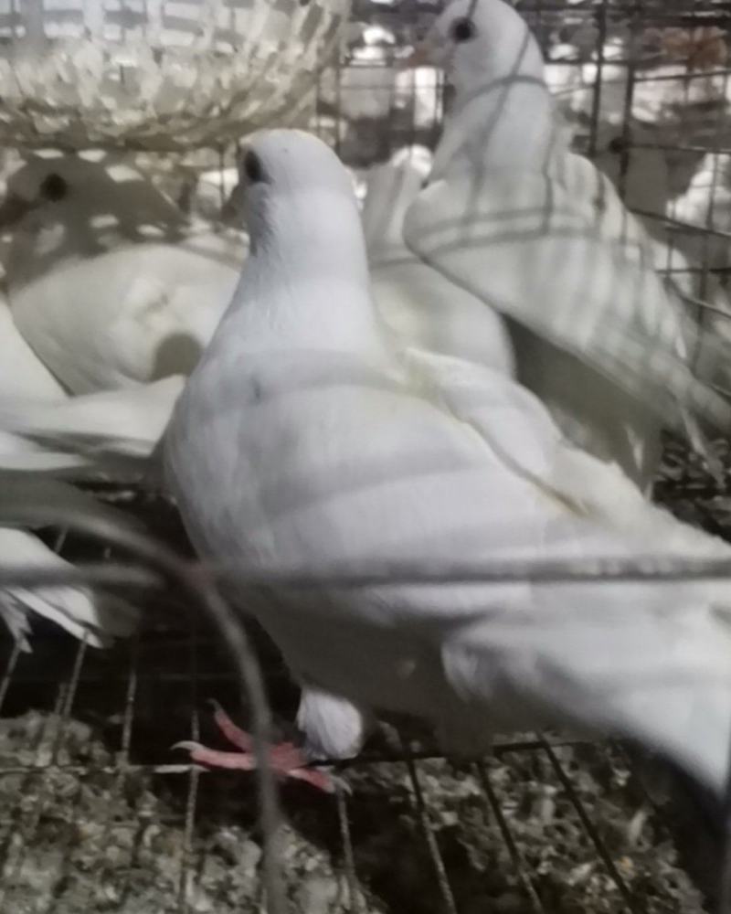 米玛斯乳鸽
