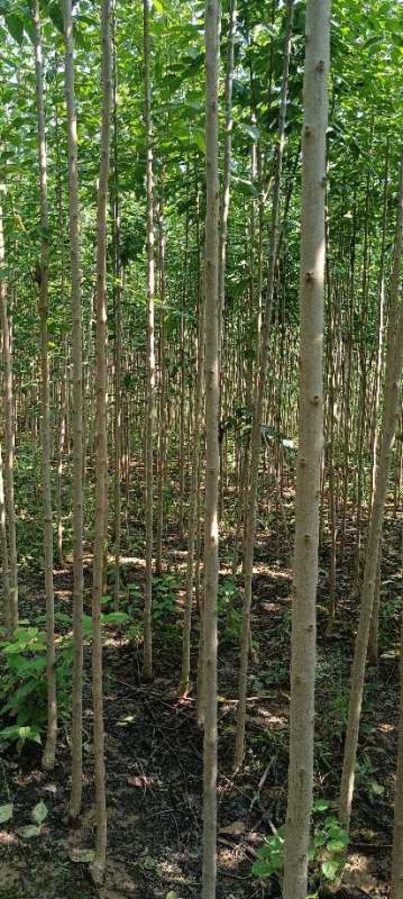 杜仲树3公分，杜仲基地供应优质品种
