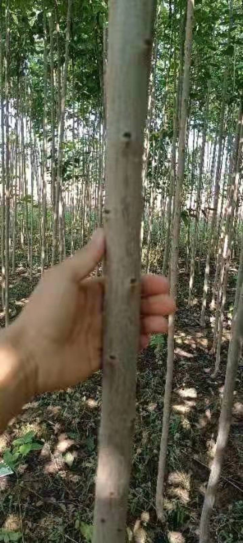 杜仲树3公分，杜仲基地供应优质品种