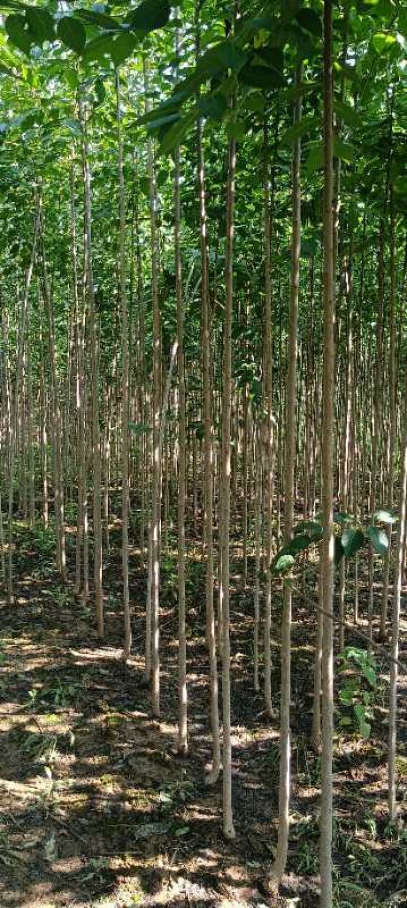 杜仲树3公分，杜仲基地供应优质品种