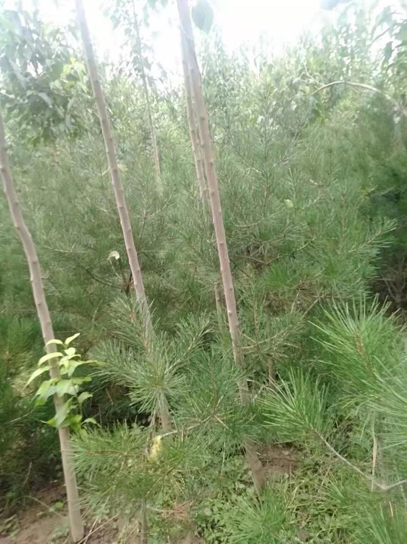 杜仲树3公分，杜仲基地供应优质品种