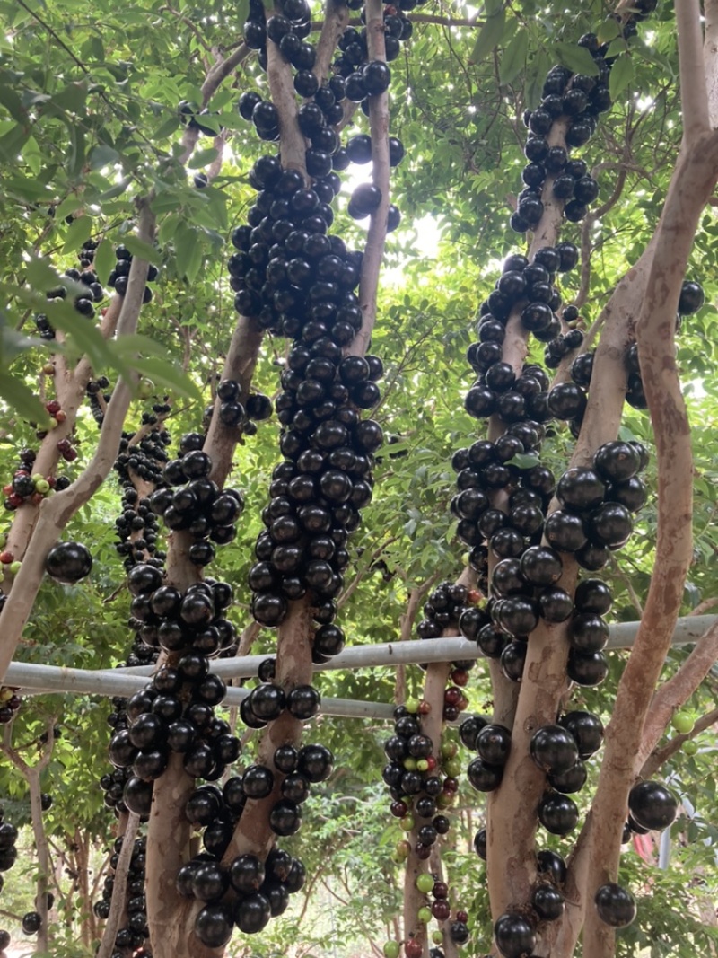 树葡萄嘉宝果纯果树葡萄礼盒包装土豪专属