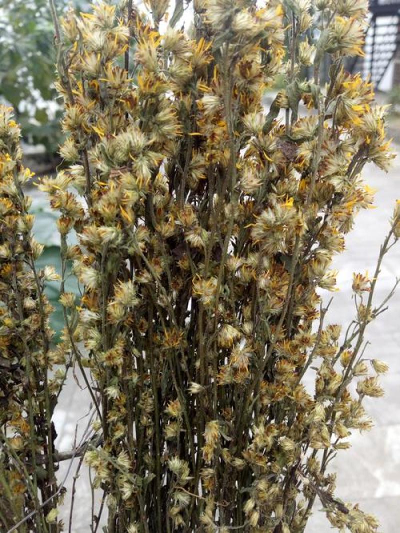 一枝黄花，正品野生一枝黄花质量保证，欢迎咨询选购！