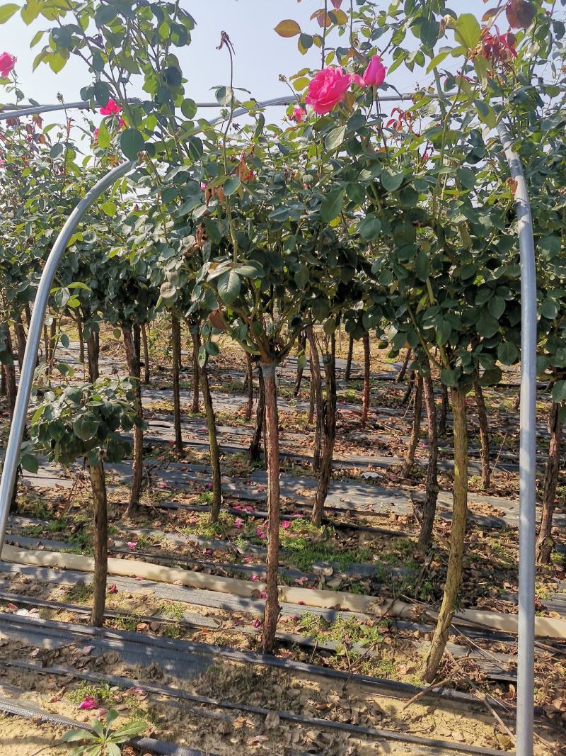 月季2公分树状月季树桩月季高杆月季高干月季