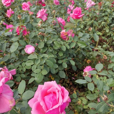 月季丰花月季杯苗大花月季裸根高度40厘米月季