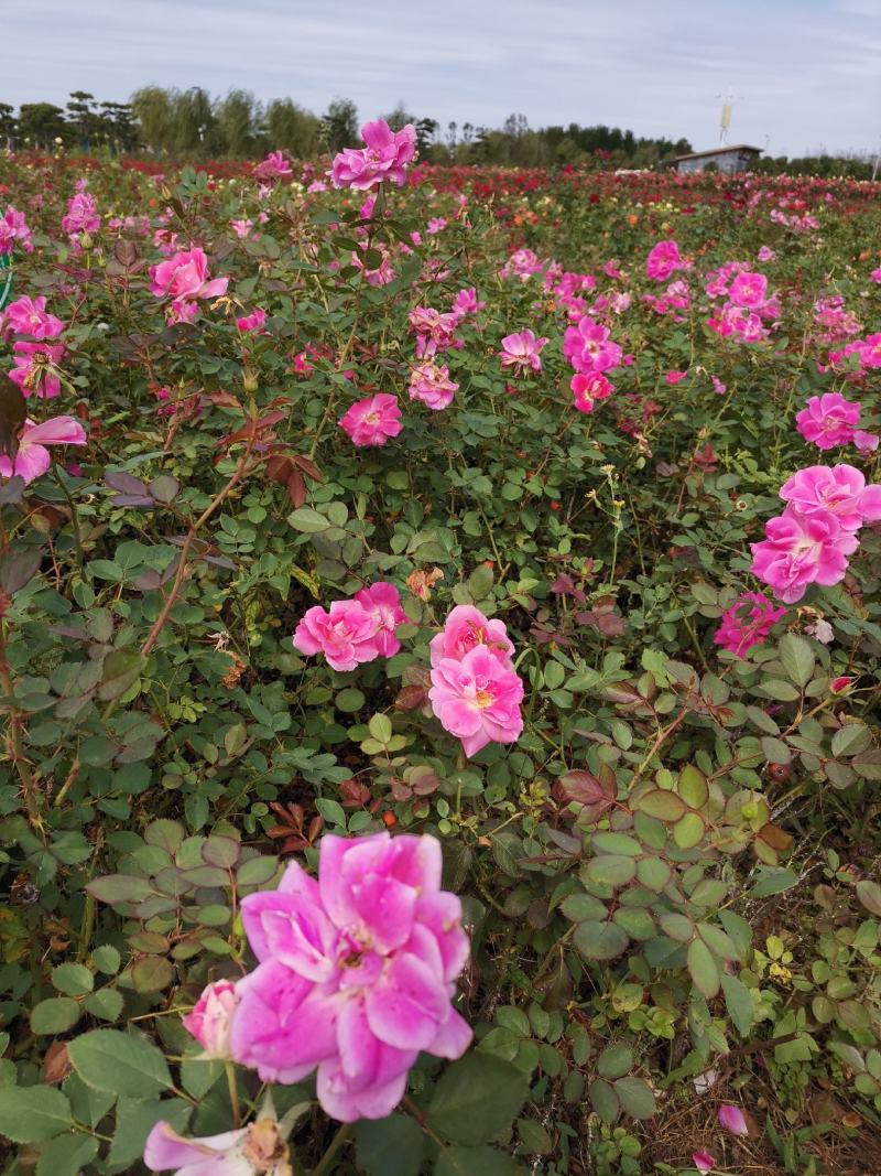 月季丰花月季杯苗大花月季裸根高度40厘米月季
