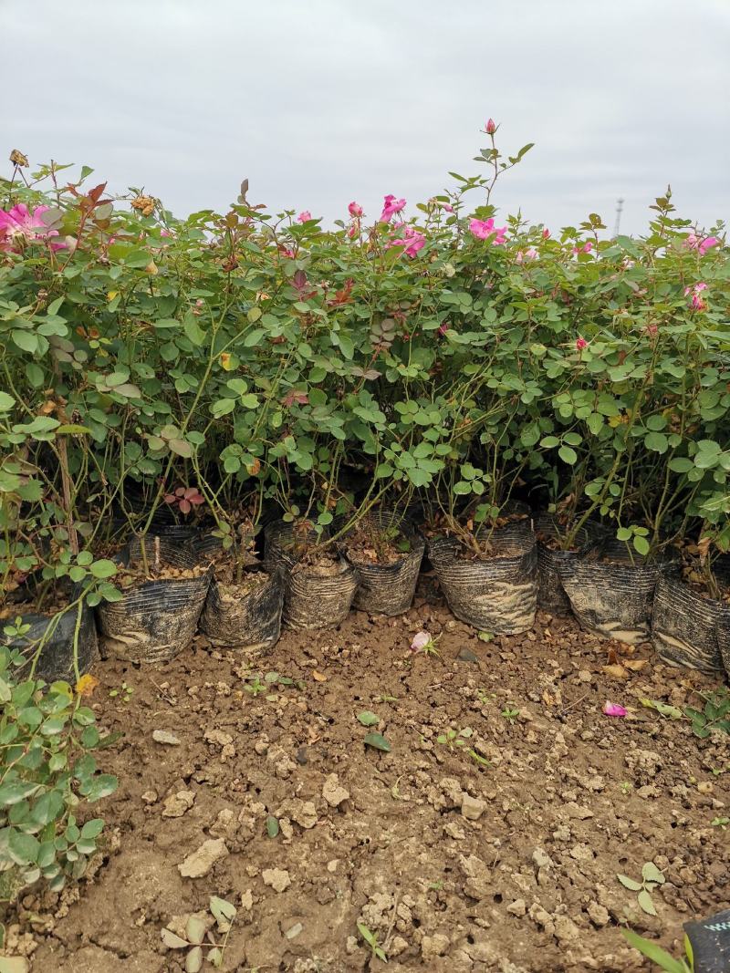 月季丰花月季杯苗大花月季裸根高度40厘米月季