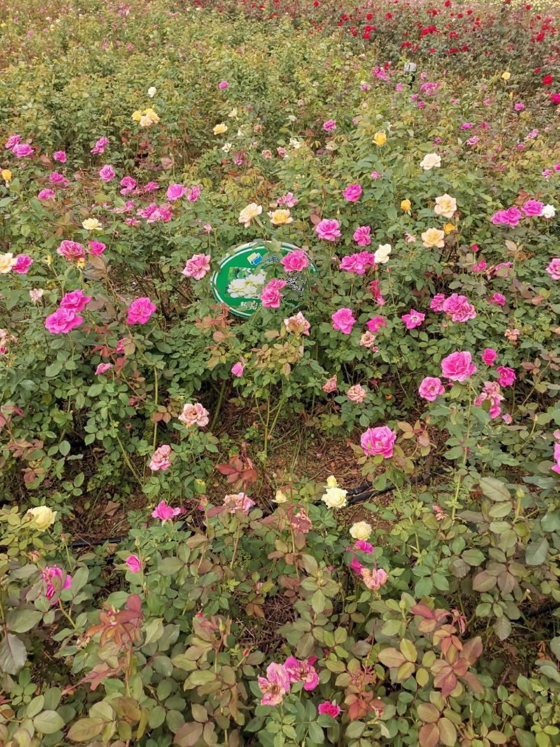 月季丰花月季杯苗大花月季裸根高度40厘米月季