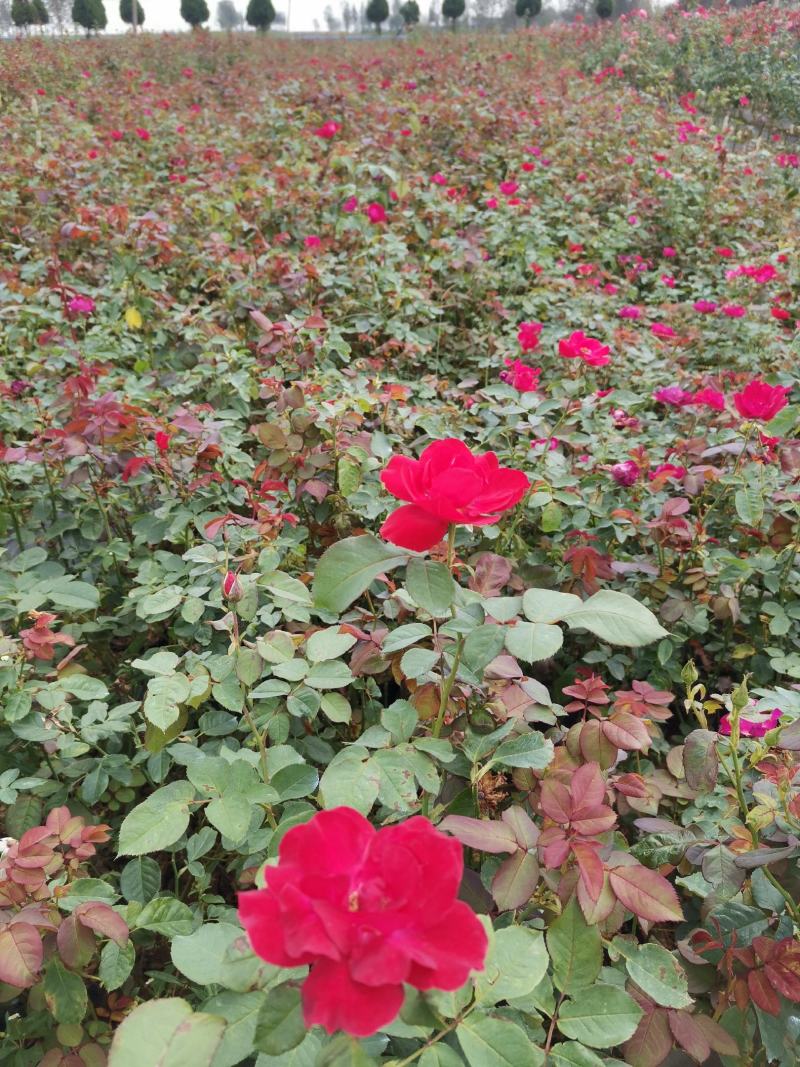 月季丰花月季杯苗大花月季裸根高度40厘米月季