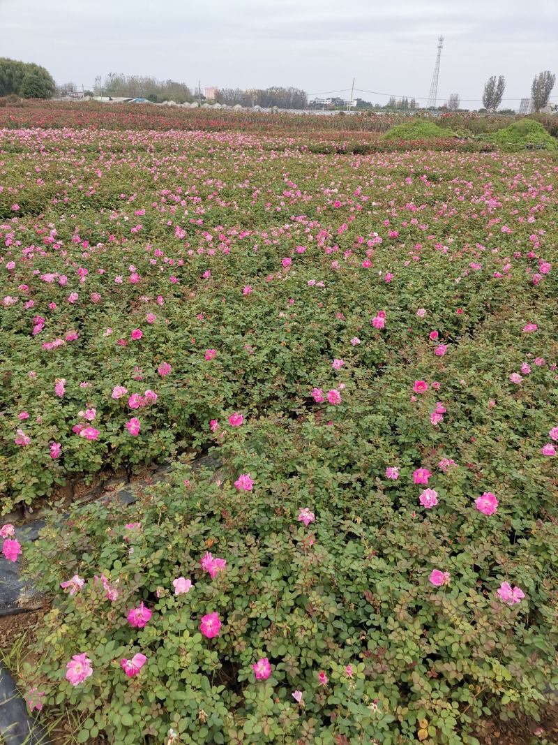 月季丰花月季杯苗大花月季裸根高度40厘米月季