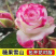 国月大花月季花苗特大花浓香四季盆栽绯扇红双喜灌木粉扇阳台