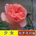 国月大花月季花苗特大花浓香四季盆栽绯扇红双喜灌木粉扇阳台