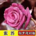 国月大花月季花苗特大花浓香四季盆栽绯扇红双喜灌木粉扇阳台