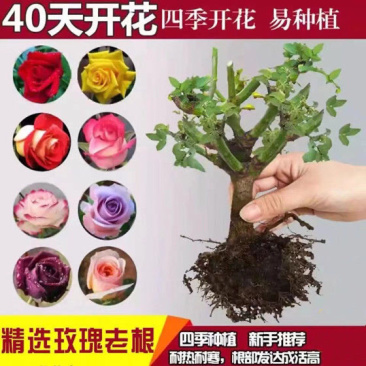 国月大花月季花苗特大花浓香四季盆栽绯扇红双喜灌木粉扇阳台