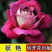 国月大花月季花苗特大花浓香四季盆栽绯扇红双喜灌木粉扇阳台