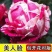 国月大花月季花苗特大花浓香四季盆栽绯扇红双喜灌木粉扇阳台