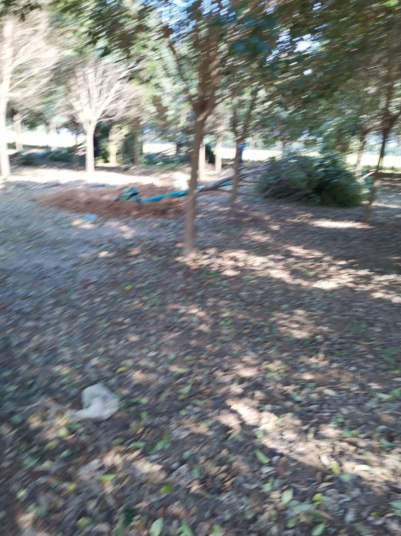 大叶女贞15公分大叶女贞精品树形基地直发杆直帽圆